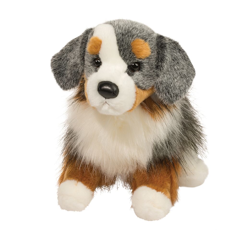 2019.jpg Sinclair Australian Shepherd - Image 1